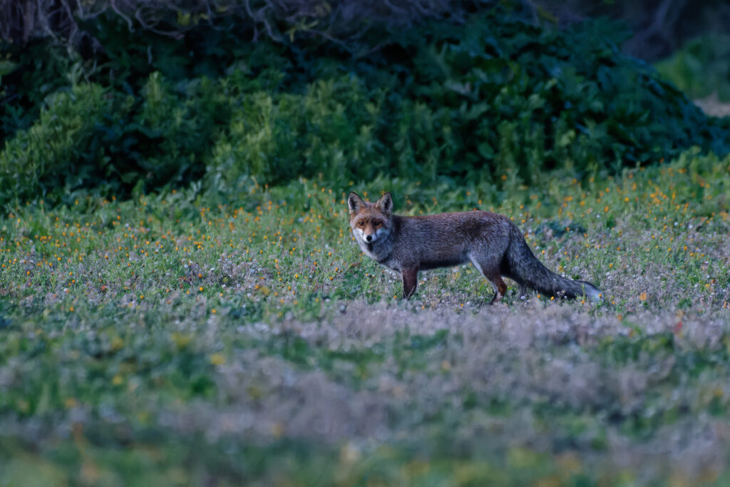 renard