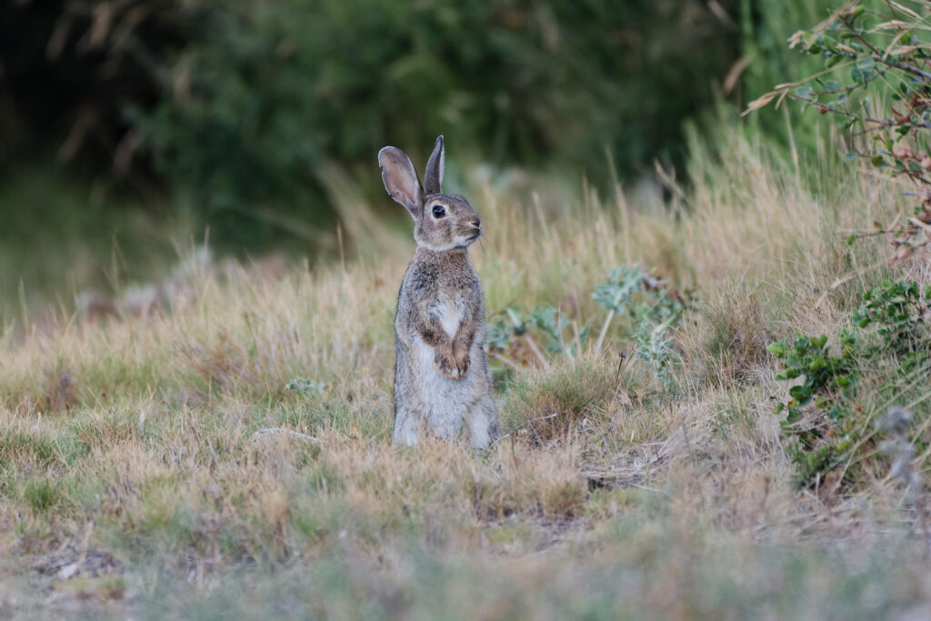 Lapin de garenne au petit matin