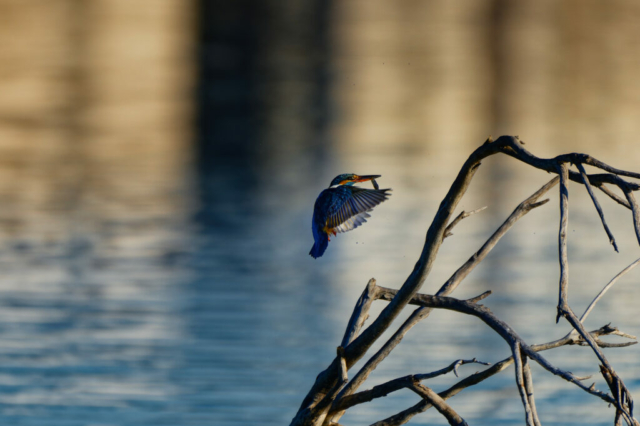 pêche fructueuse... une crevette