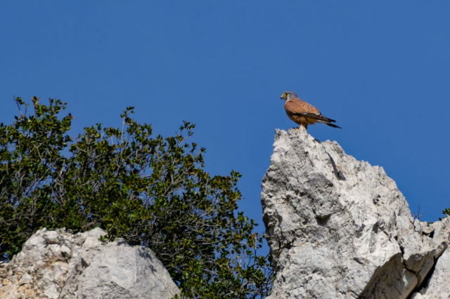 faucon crécerelle