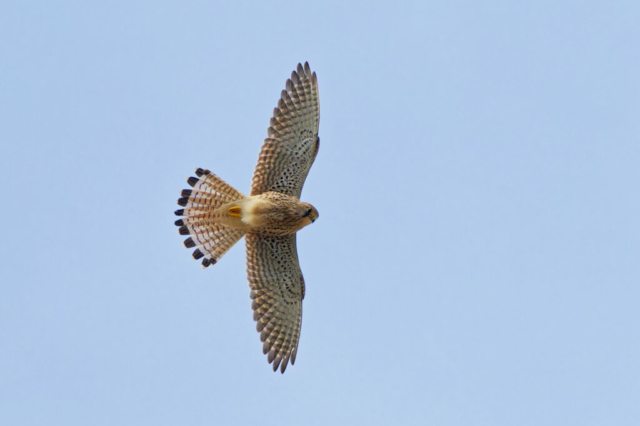 faucon crécerelle