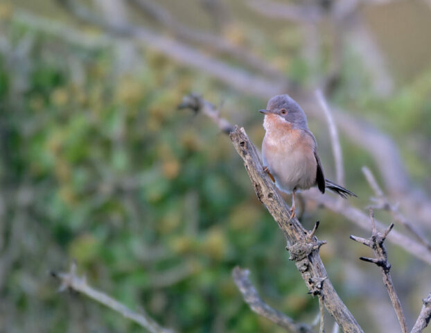 fauvette passerinette dans la garrigue provençale
