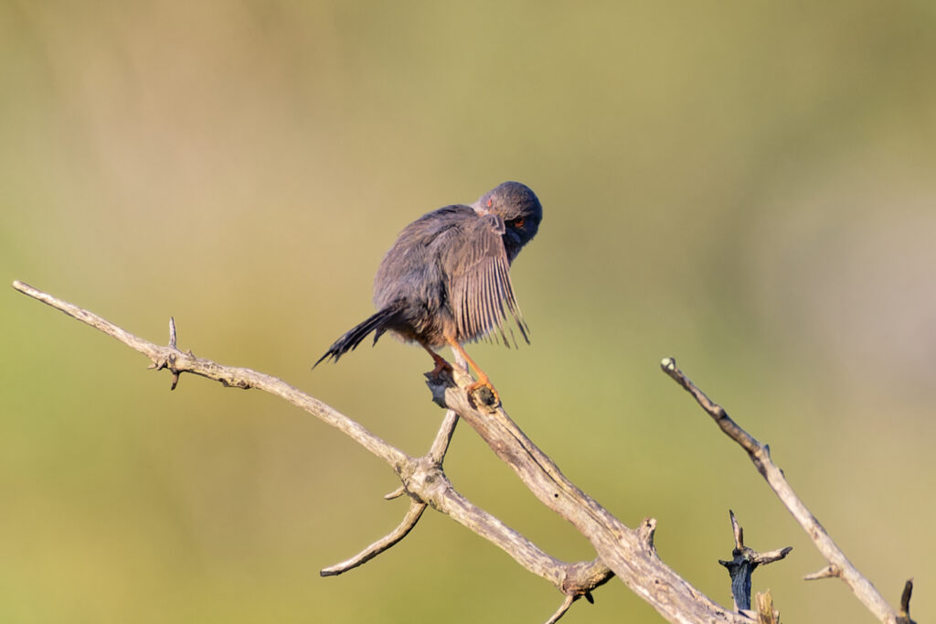 Fauvette pitchou en train de se nettoyer les plumes