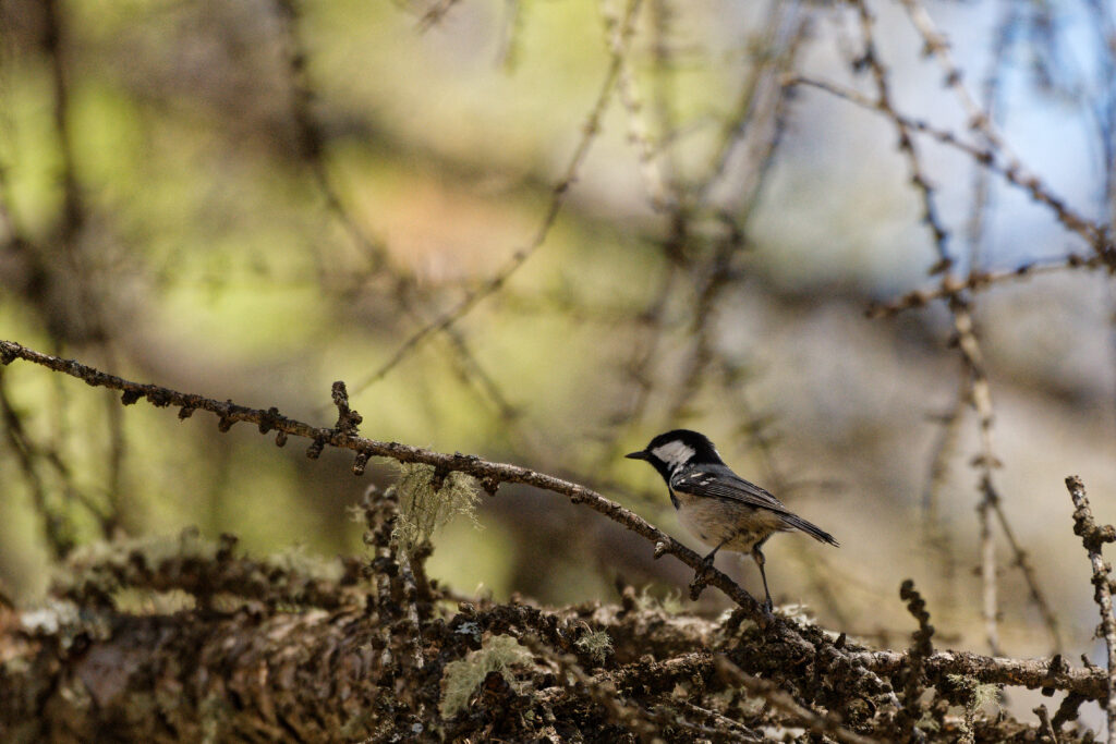 Mésange noire