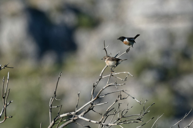 Couple de tarier patre dans la garrigue des calanques de marseille