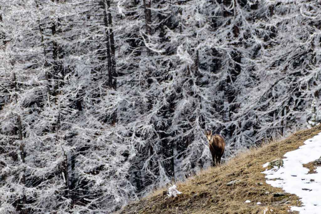 Chamois dans les pentes herbeuses
