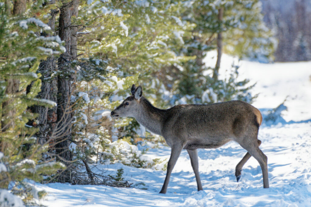 biche en forêt