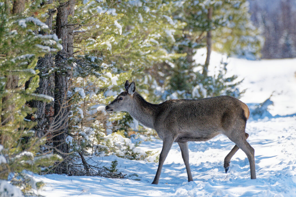 Biche en forêt