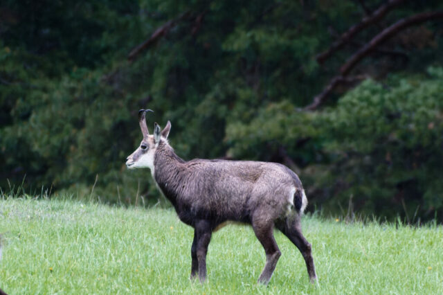 chamois sous la pluie