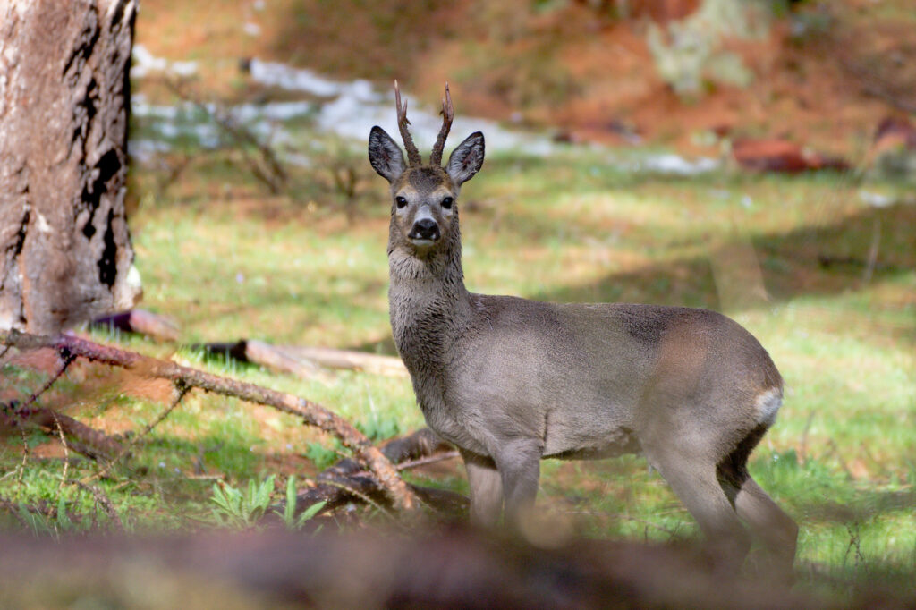 Chevreuil dans les forets alpine
