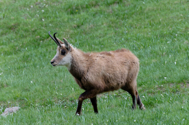 chamois au milieu des bouquetins