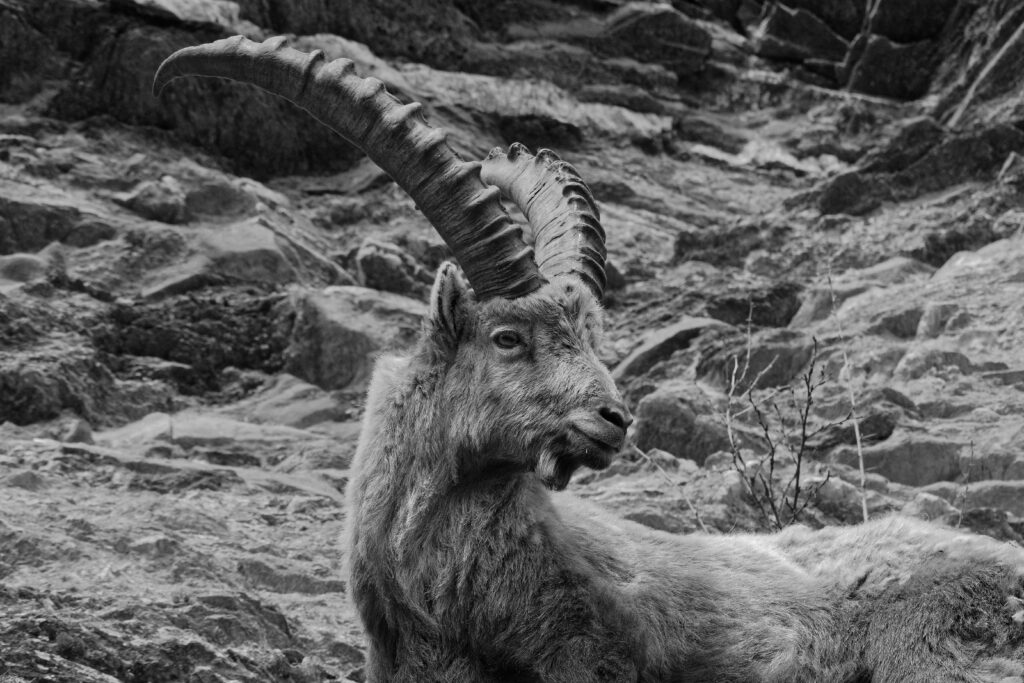 Bouquetin dans le parc régional du Queyras