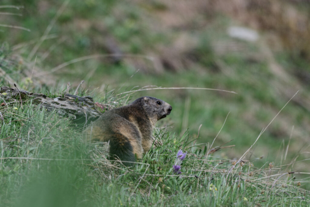 Marmotte dans les alpages