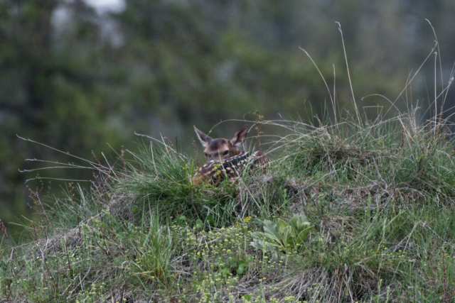 Faon couché dans les herbes hautes dans le Queyras au mois de mai