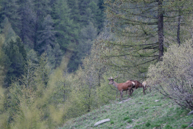 Cerf en limite de foret dans le Queyras