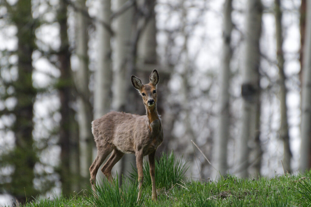 Chevrette dans les forets de mélèzes dans le Queyras