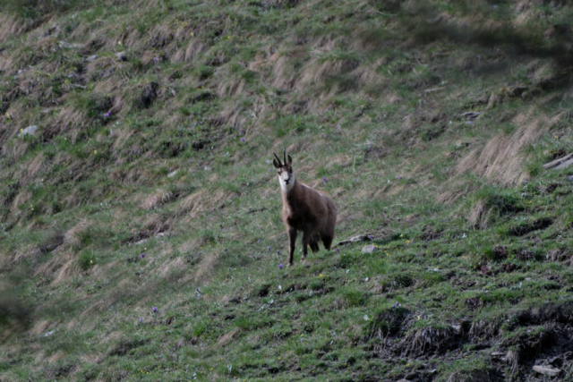Chamois dans les alpages du Queyras