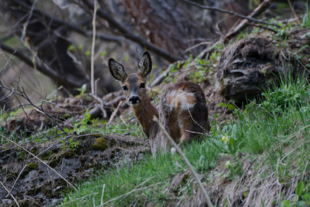 Chevrette dans les forets de mélèzes dans le Queyras