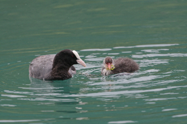 Adule nourrissant le poussin