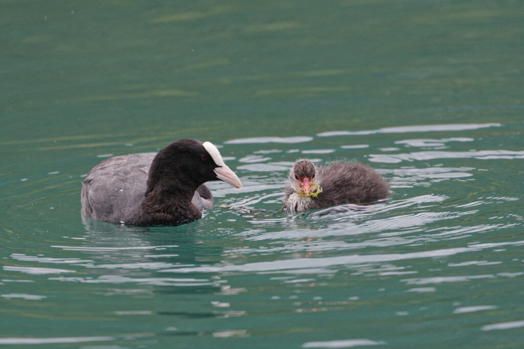 Adule nourrissant le poussin