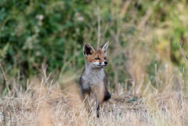 Renardeau essayant de chasser des lapins... pas si évident de courir après des lapins en pleine forme