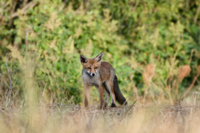 Renardeau essayant de chasser des lapins... pas si évident de courir après des lapins en pleine forme