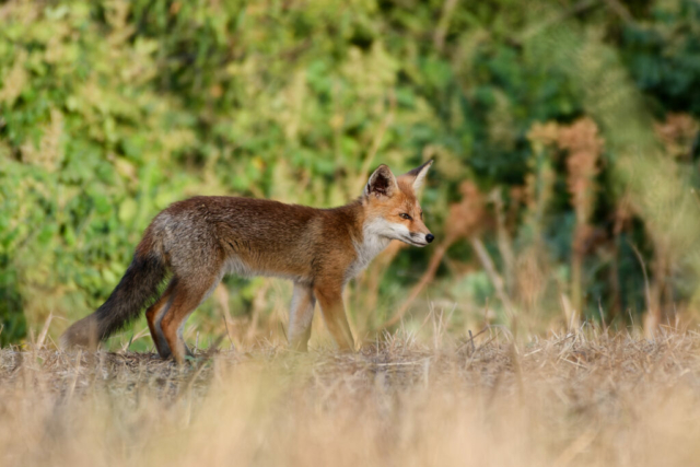 Renardeau essayant de chasser des lapins... pas si évident de courir après des lapins en pleine forme