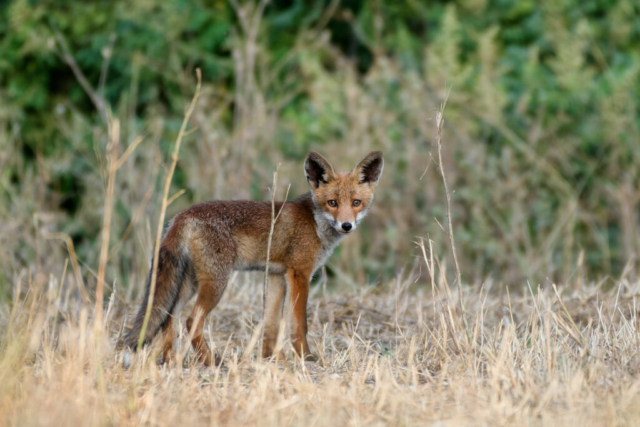 Renardeau essayant de chasser des lapins... pas si évident de courir après des lapins en pleine forme