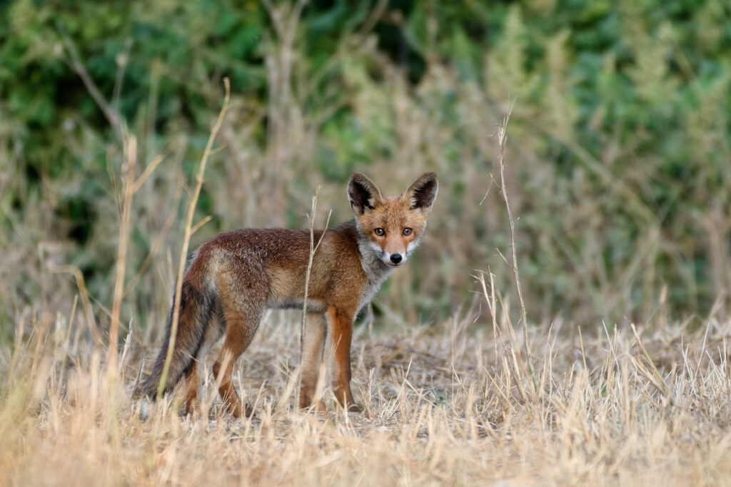Renardeau essayant de chasser des lapins... pas si évident de courir après des lapins en pleine forme