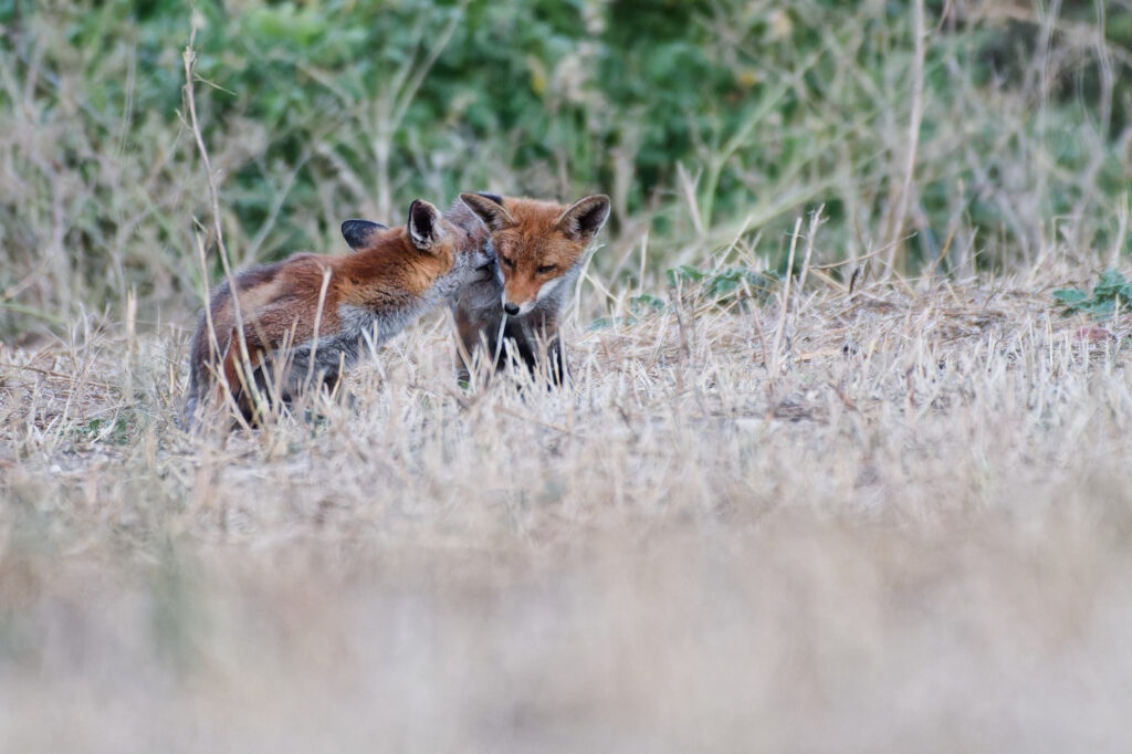 La renarde fait un câlin à son renardeau