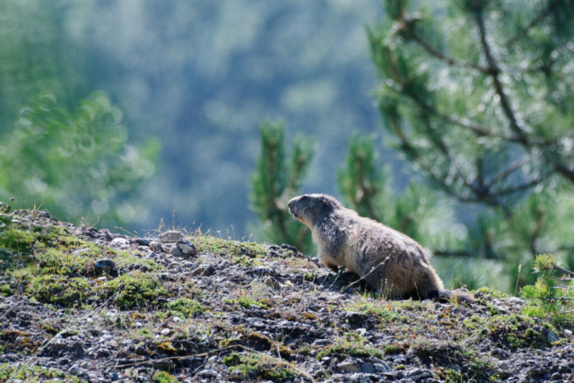 Marmotte