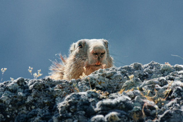 Marmotte a Eygliers