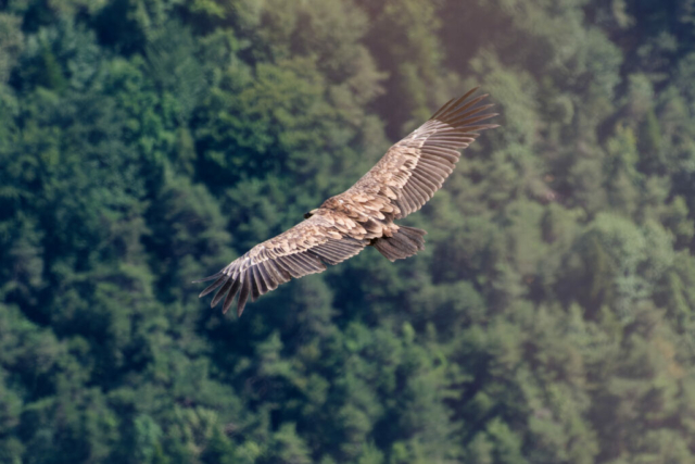 Vautour fauve