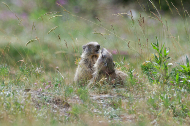 Jeu du marmotton dans le Queyras