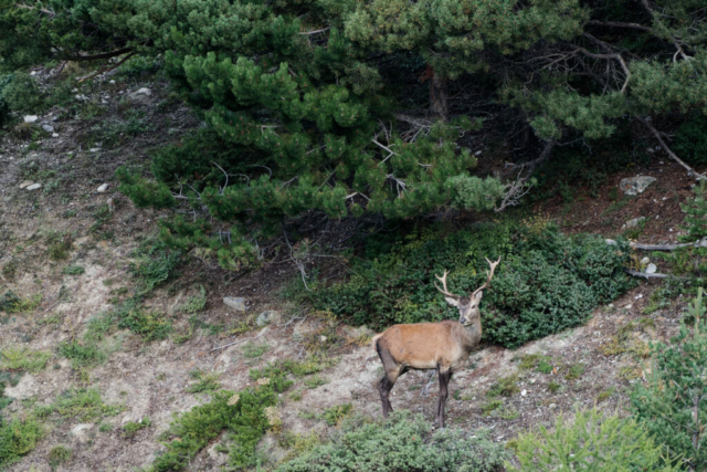 Cerf 6 cors