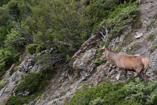 Cerf 12cors