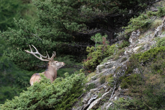 Cerf 12cors