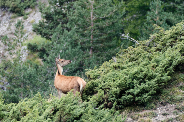 Biche