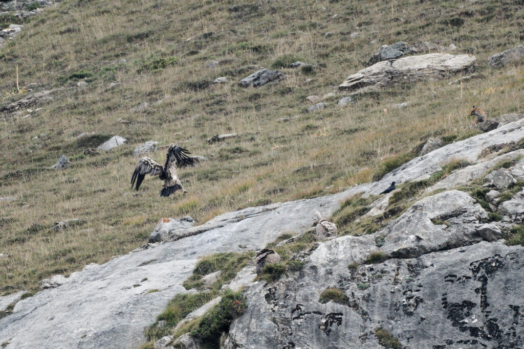Le vautour fauve et le renard