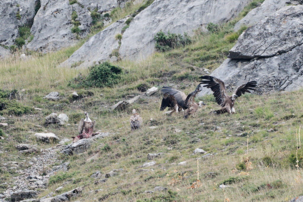 Vautour fauve se nourrissant autour d'une biche