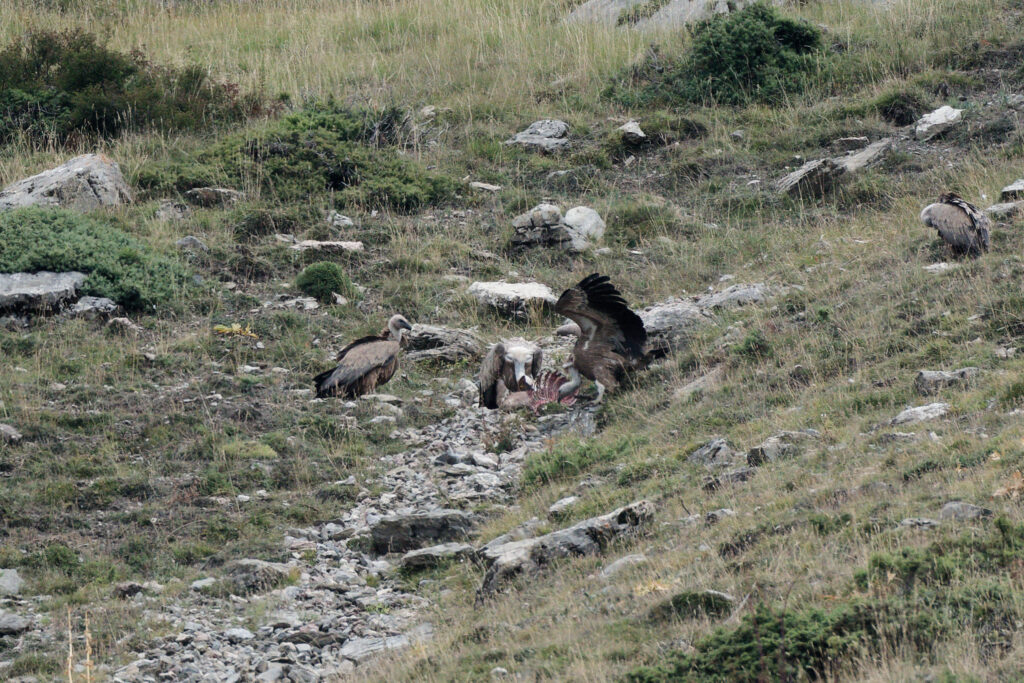 Vautour fauve en plein repas