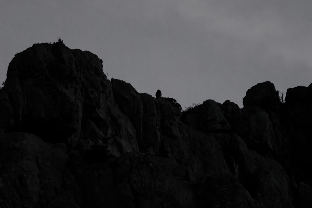Hibou Grand-Duc à la nuit tombée