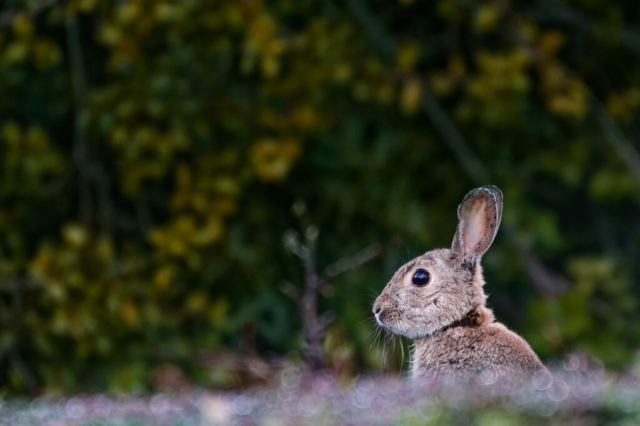 Portrait de lapin