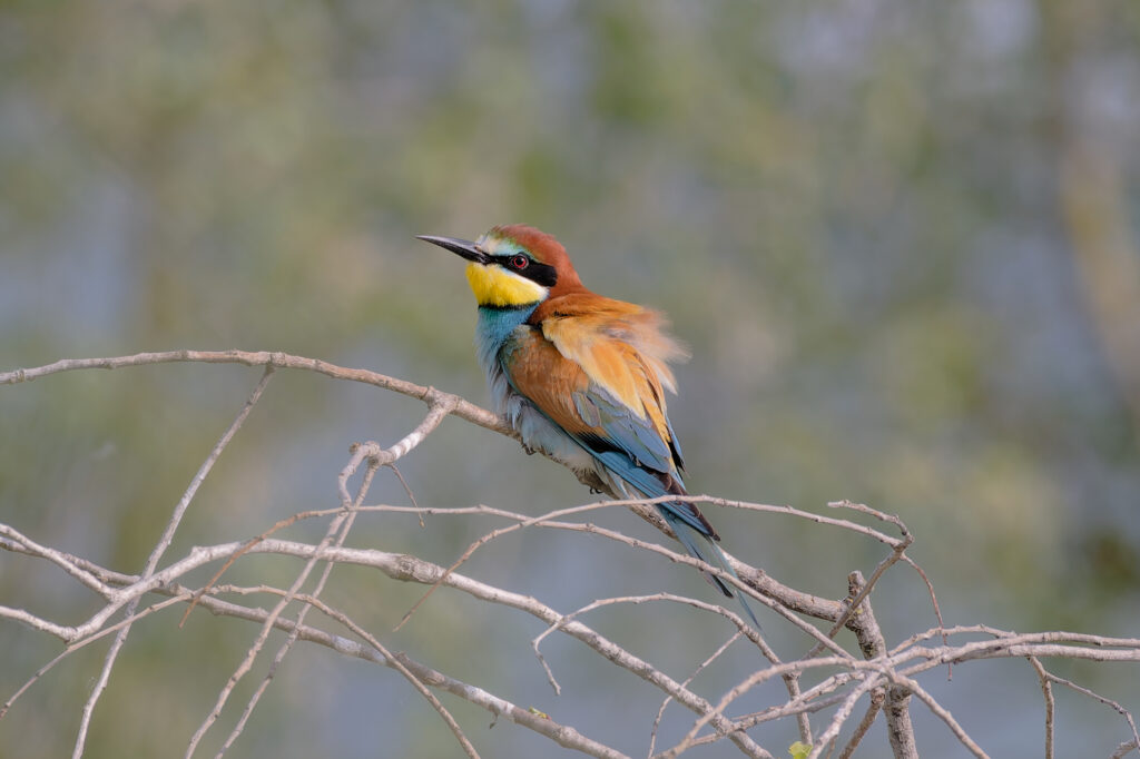 Guêpier d'Europe en période estivale niche dans le sud de la France