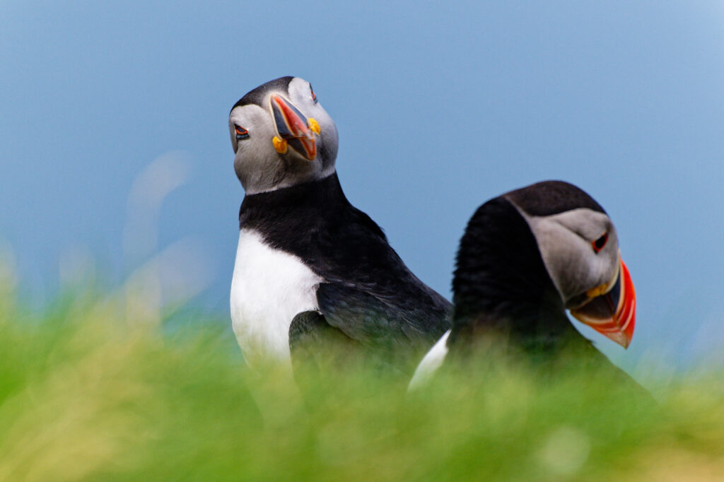 Macareux moine en atlantique nord sur les îles écossaises des Hébrides intérieur