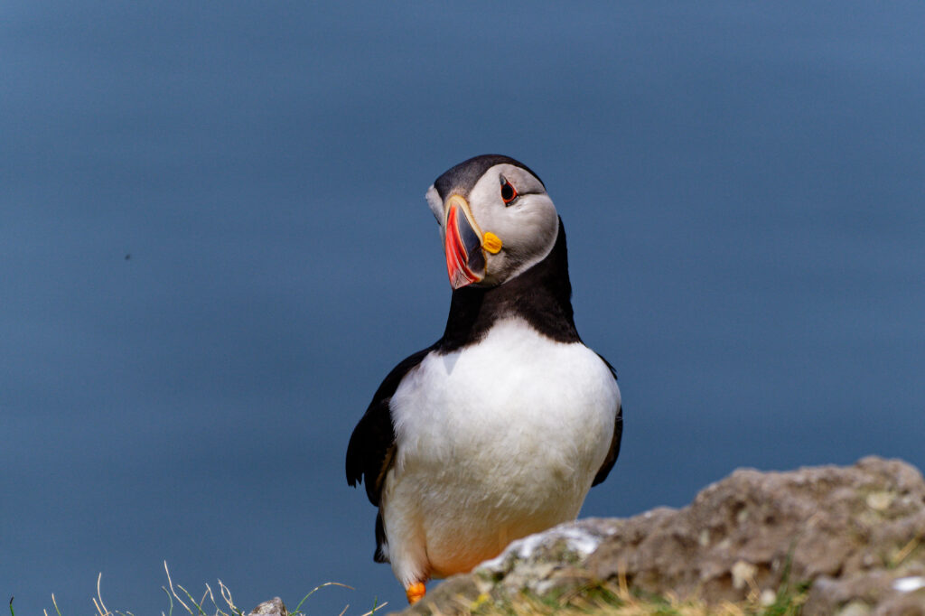 Macareux moine en atlantique nord sur les îles écossaises des Hébrides intérieur