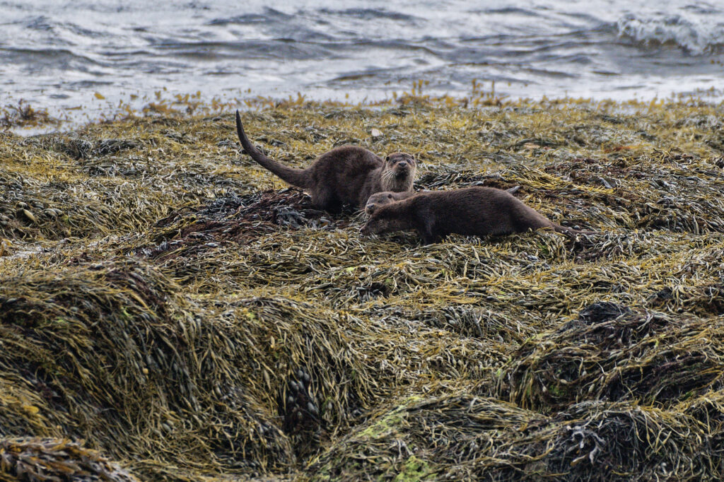 Loutre avec ses deux loutrons dans les rivières Ecossaises