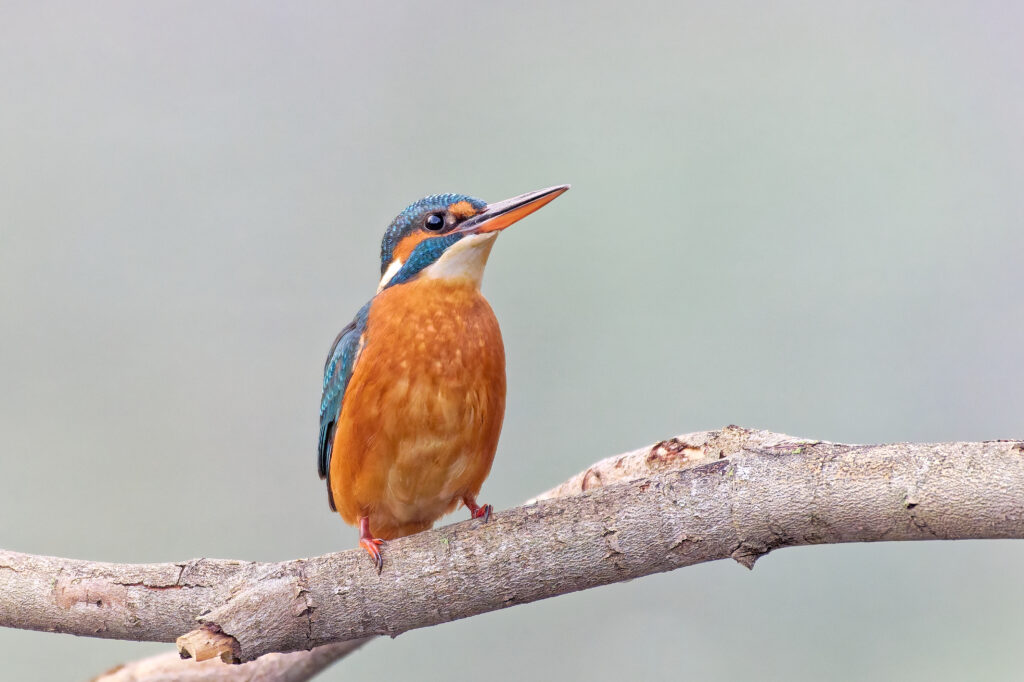 Martin-pecheur au lever du jour dans une ambiance brumeuse sur son étang.