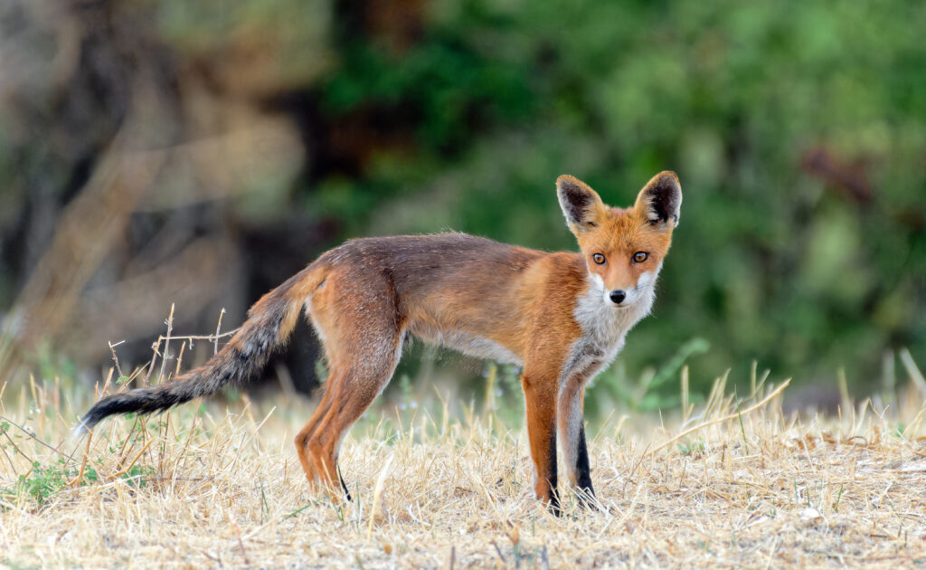 Renardeau de trois mois en cours d'émancipation durant une soirée d'été