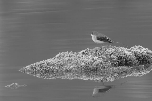 Posé sur rocher, elle contemple son environnement